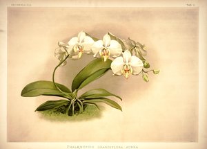 Phalaenopsis amabilis door London H. Sotheran and Co.
